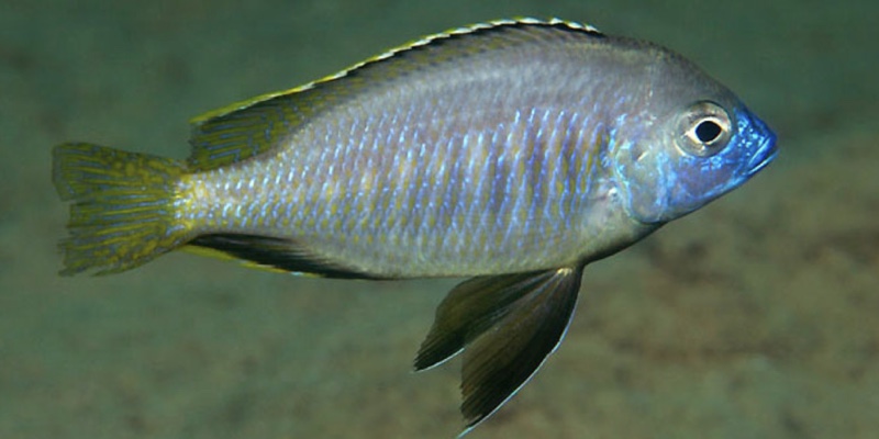Mylochromis sp. 'mollis gallireya' Gallireya Reef